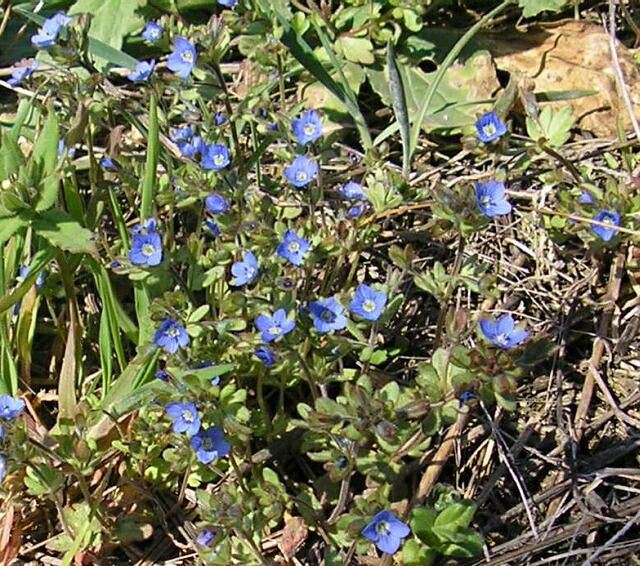 Image of Veronica triphyllos specimen.