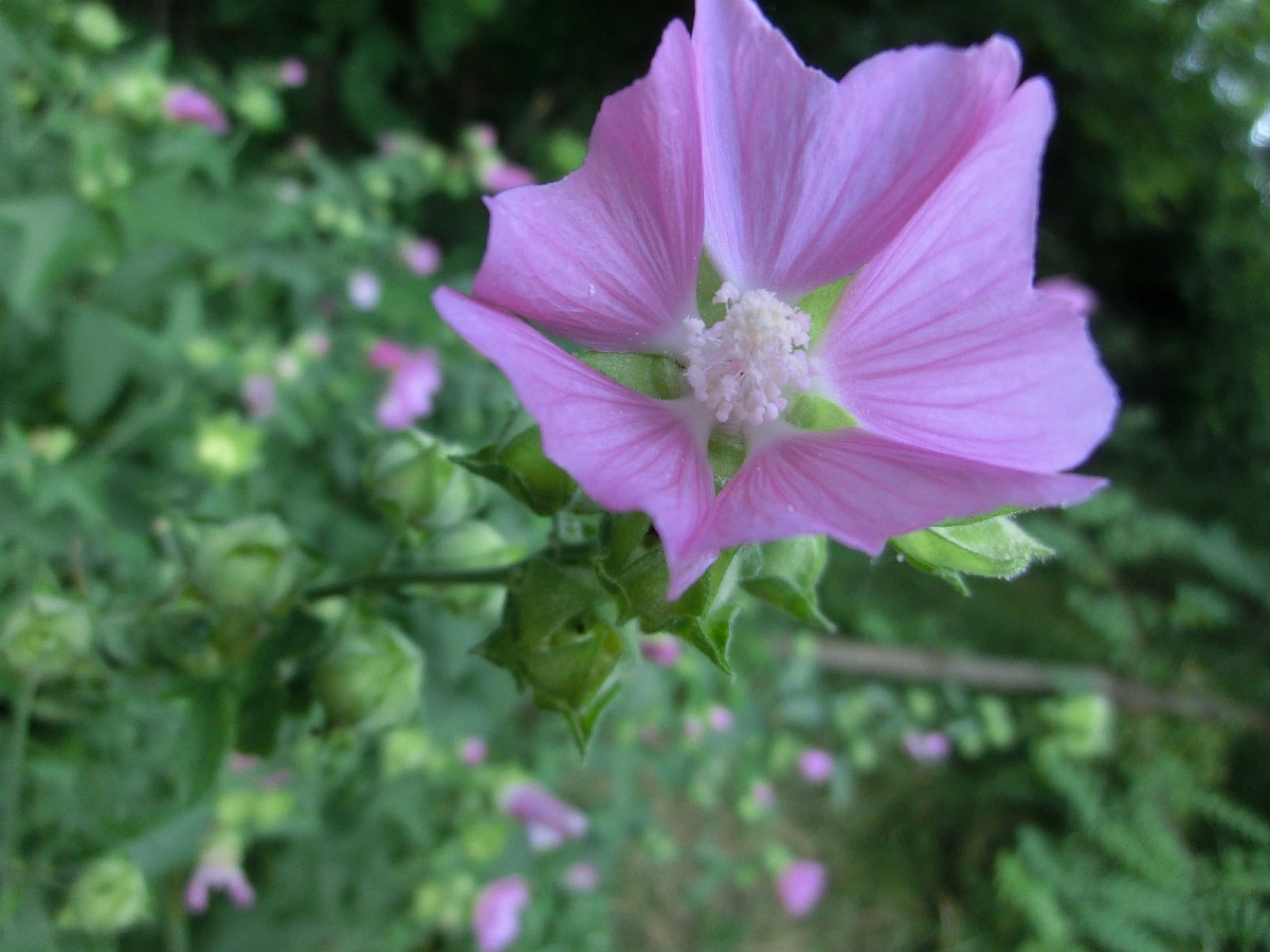 Image of Malva thuringiaca specimen.