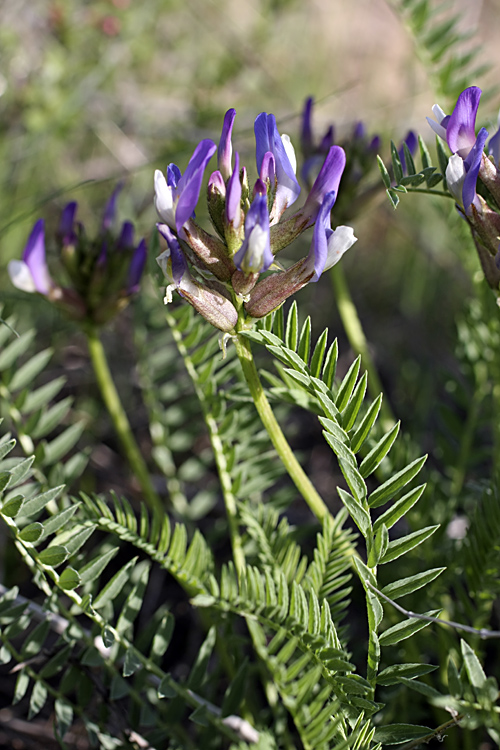 Изображение особи Astragalus skorniakowii.