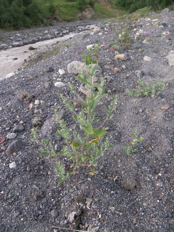 Image of Axyris caucasica specimen.