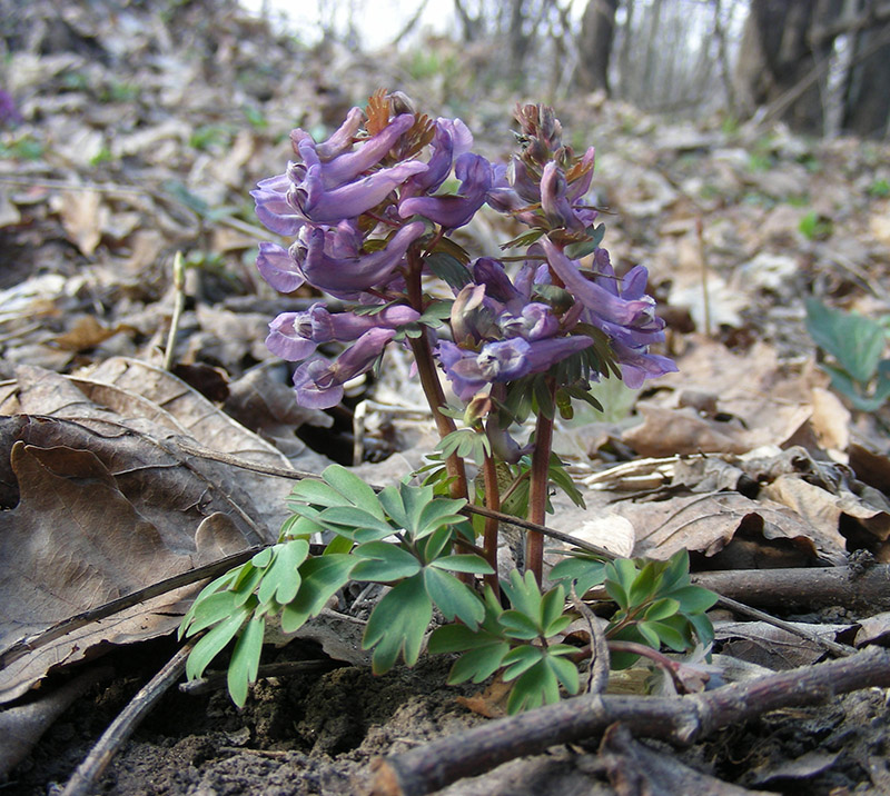 Image of Corydalis solida specimen.