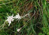 Leontopodium nivale subspecies alpinum