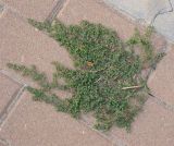 Euphorbia serpens. Цветущее растение. Израиль, г. Беэр-Шева, тротуар. 21.10.2012.