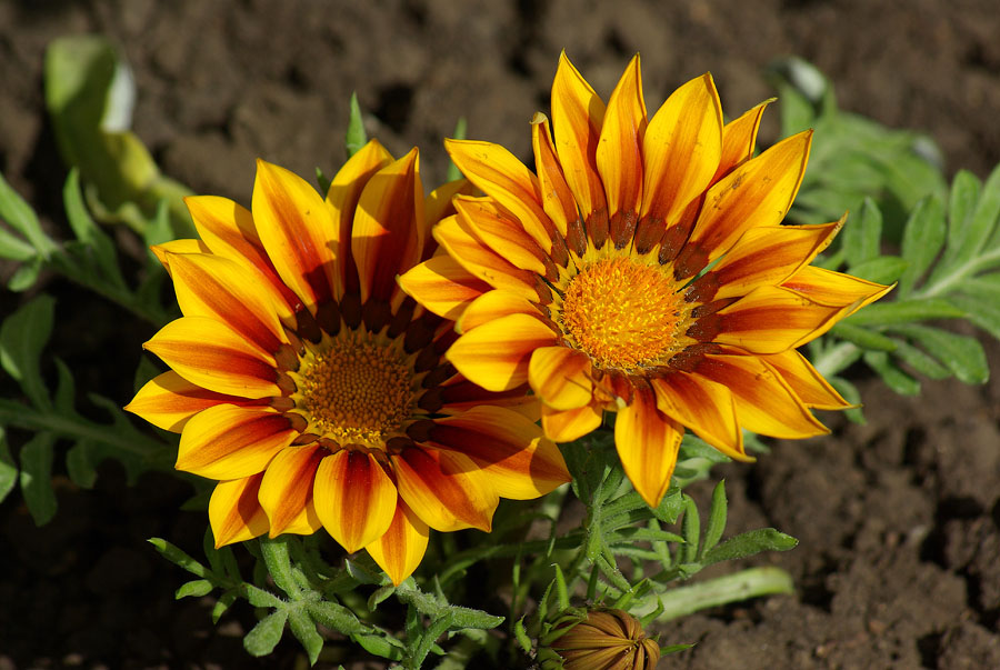 Изображение особи Gazania &times; hybrida.