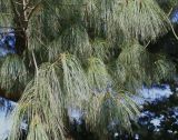 Pinus wallichiana. Ветки. Германия, г. Krefeld, ботанический сад. 16.09.2012.