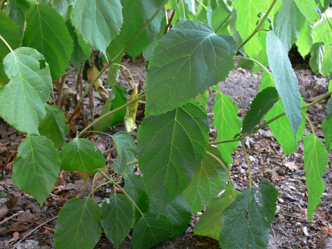 Image of Hydrangea arborescens specimen.