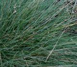 Festuca pallens