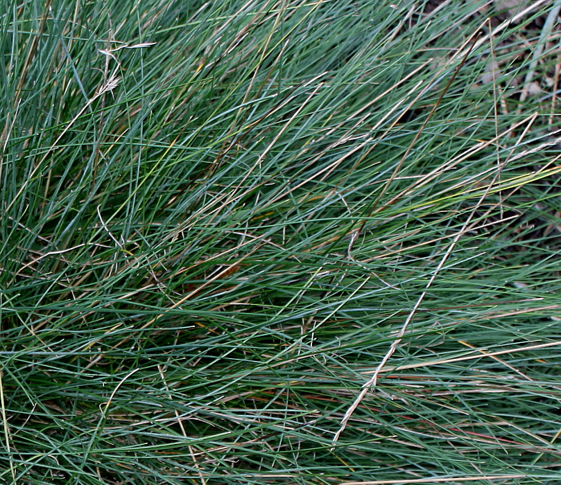 Изображение особи Festuca pallens.