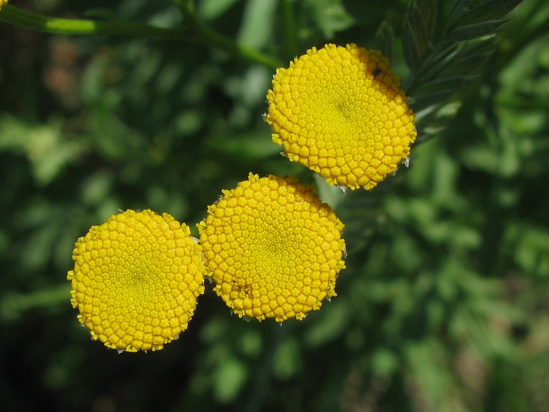 Изображение особи Tanacetum vulgare.