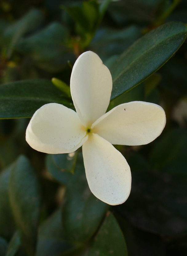 Image of genus Carissa specimen.