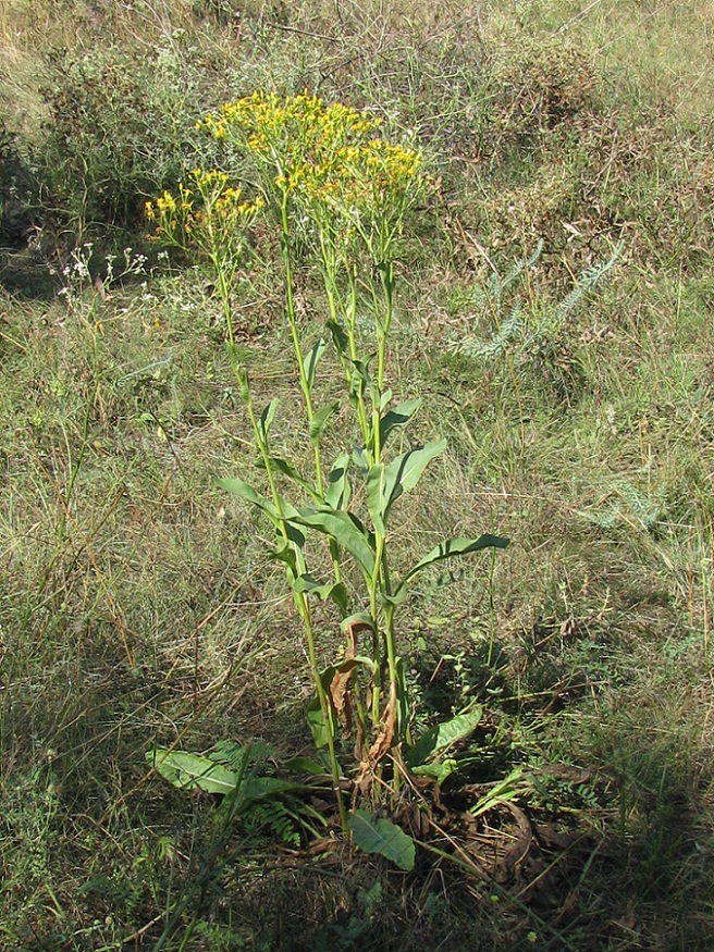 Изображение особи Senecio schwetzowii.