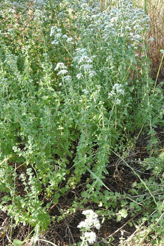 Image of Origanum vulgare ssp. hirtum specimen.