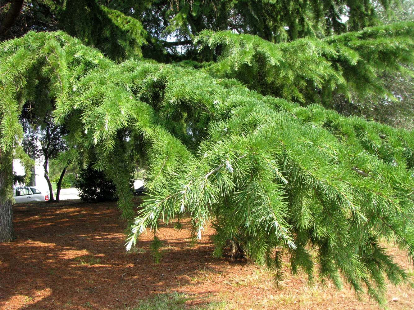 Изображение особи Cedrus deodara.