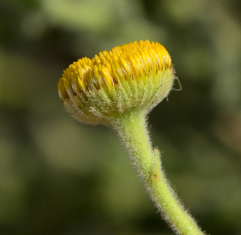 Image of Pulicaria incisa specimen.