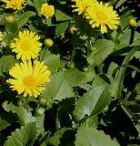 Doronicum orientale. Соцветия и листья. Германия, г. Krefeld, ботанический сад. 20.04.2013.