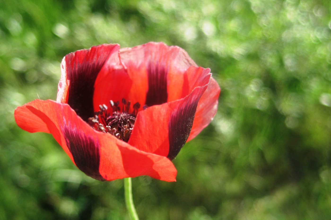 Image of Papaver arenarium specimen.