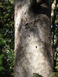 Pinus gerardiana. Средняя часть ствола. Южный берег Крыма, Никитский ботанический сад. 21.05.2013.