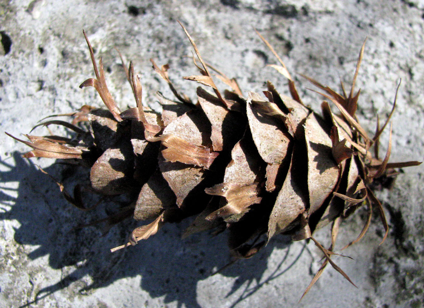 Изображение особи Pseudotsuga menziesii.