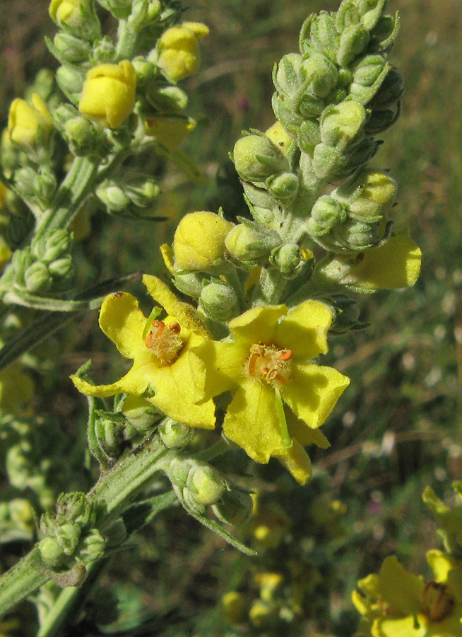 Image of Verbascum lychnitis specimen.