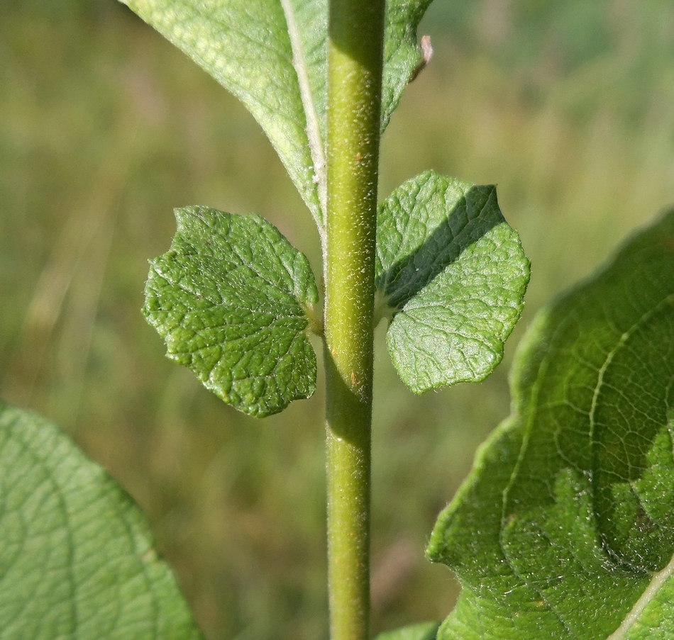 Изображение особи Salix aurita.