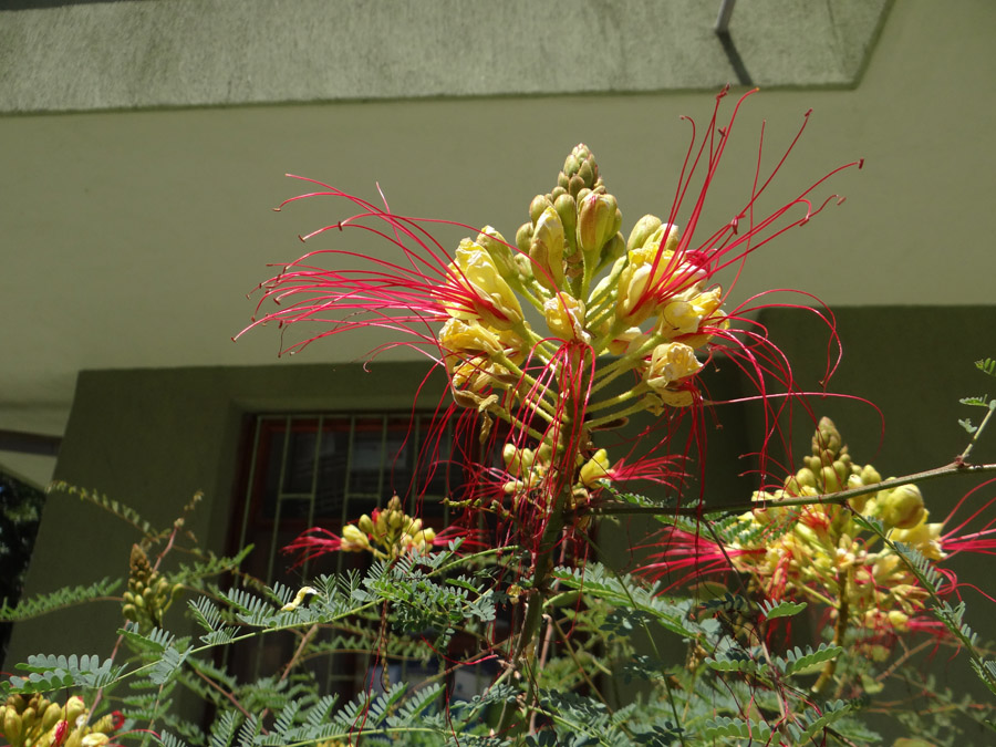 Image of Caesalpinia gilliesii specimen.