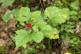 Rubus saxatilis