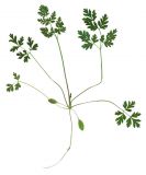 Conium maculatum. Ювенильное растение. Гербарный образец ЛНАУ.