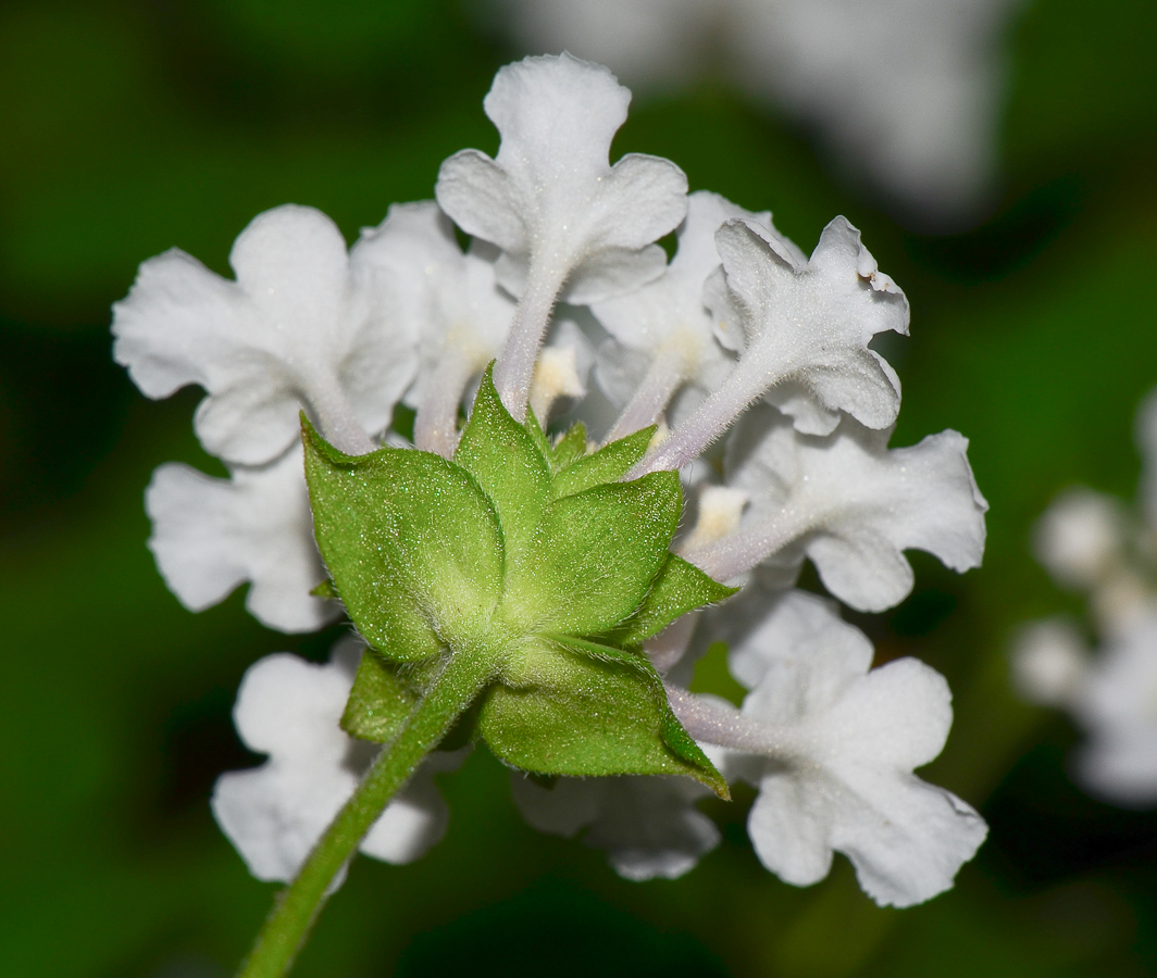 Image of Lantana montevidensis specimen.