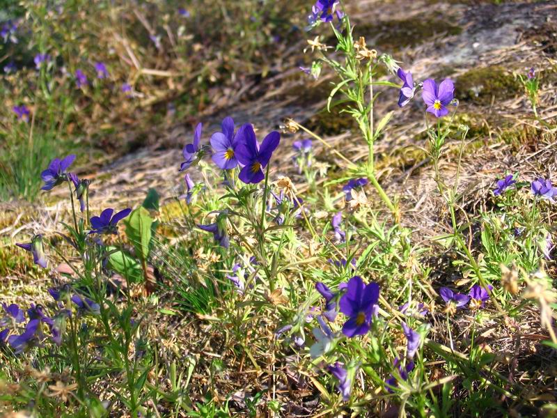 Image of Viola tricolor specimen.