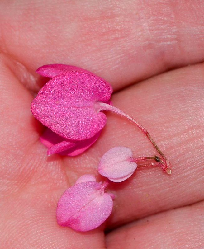 Image of Antigonon leptopus specimen.