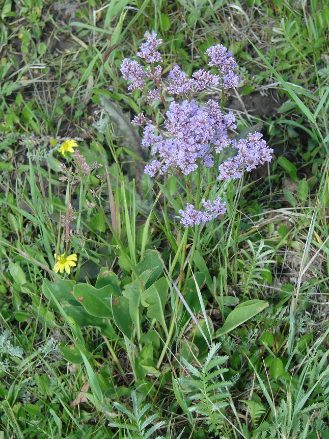 Изображение особи Limonium gmelinii.