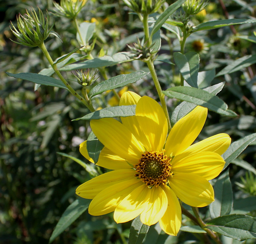 Image of Pyrrocoma crocea specimen.