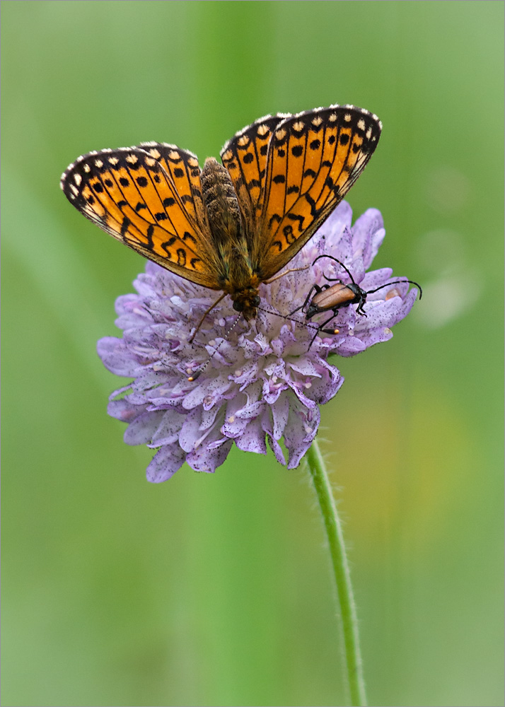 Image of Knautia arvensis specimen.