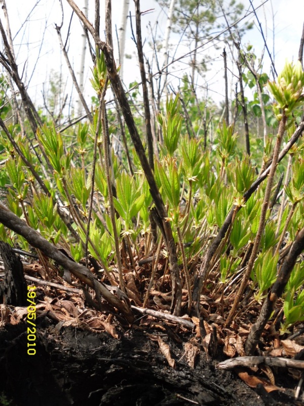 Image of Rhododendron luteum specimen.