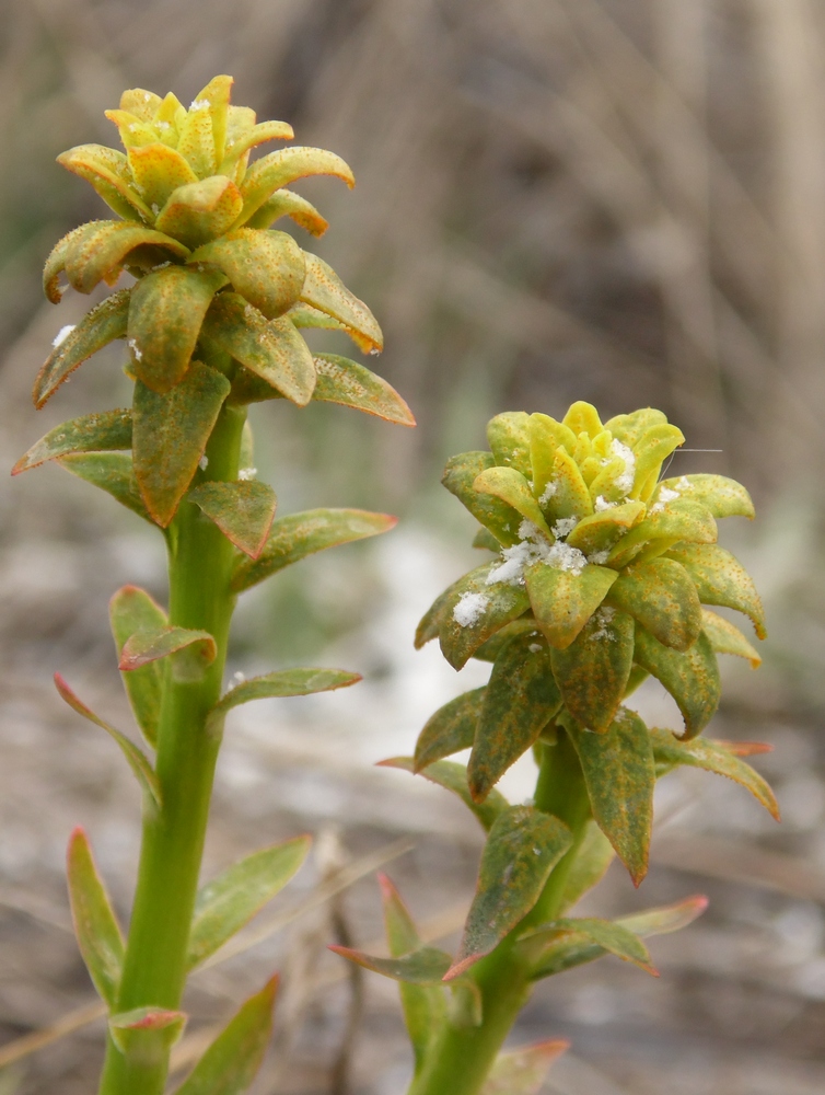 Изображение особи Euphorbia virgata.