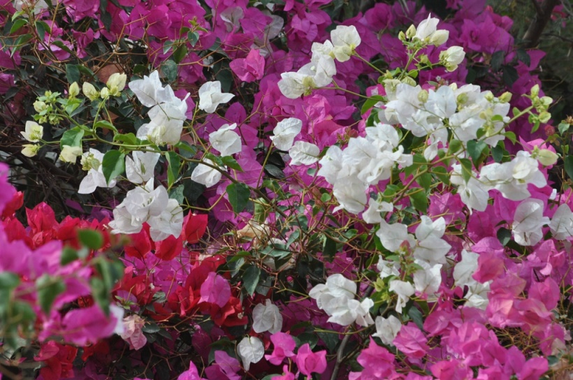 Image of genus Bougainvillea specimen.