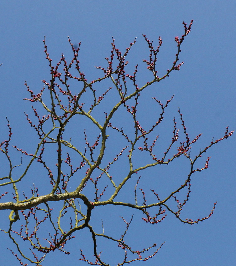 Изображение особи Cercis chinensis.