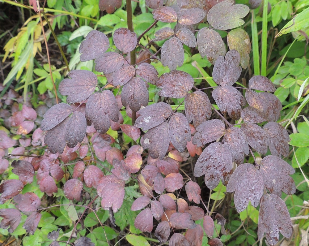 Image of Thalictrum contortum specimen.