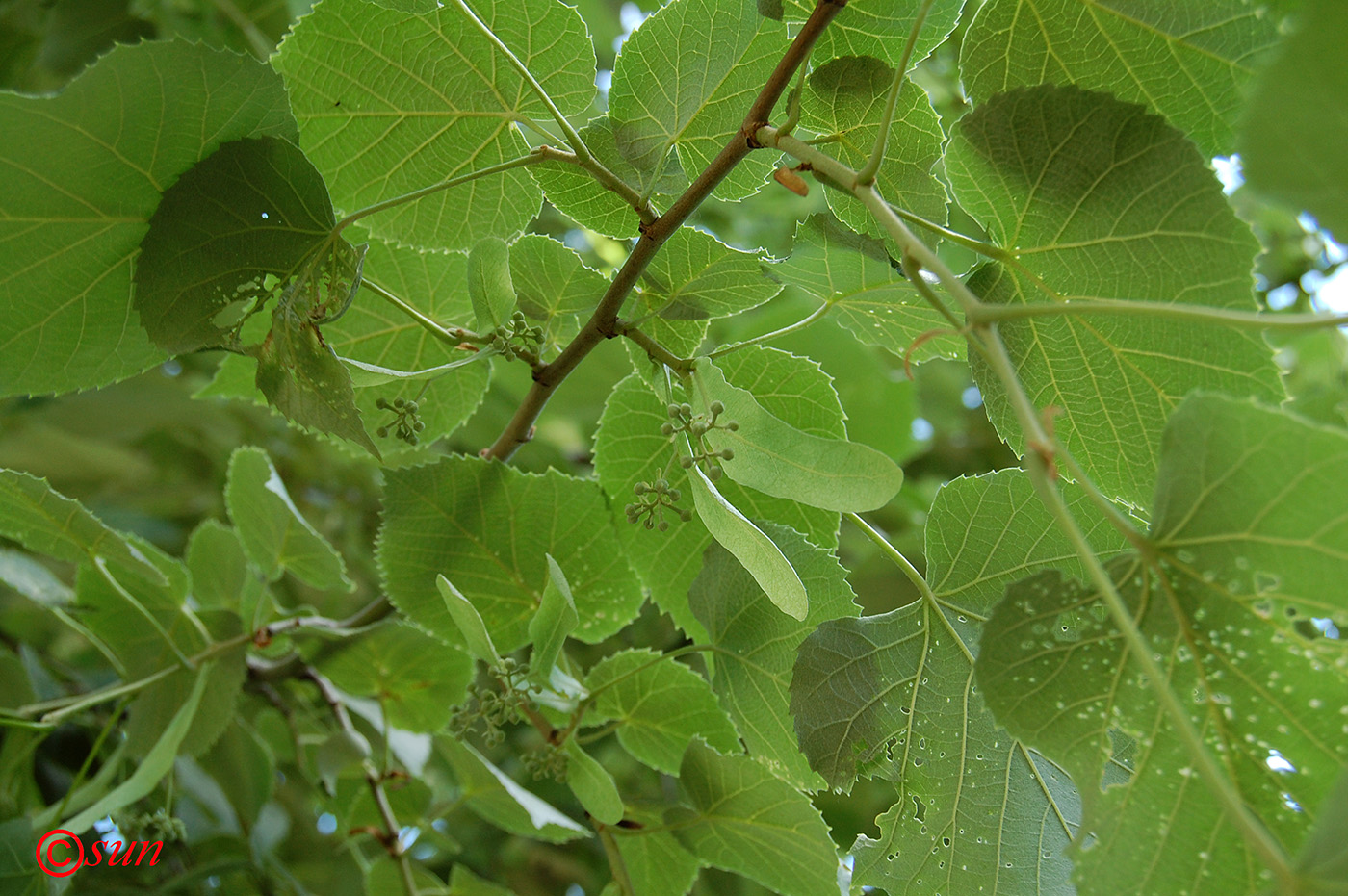 Изображение особи Tilia mandshurica.