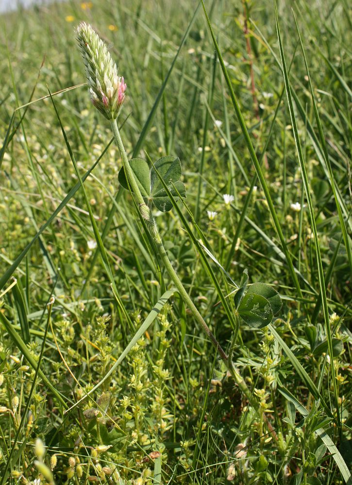 Изображение особи Trifolium incarnatum.