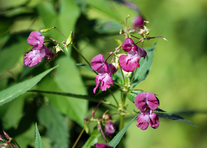 Изображение особи Impatiens glandulifera.