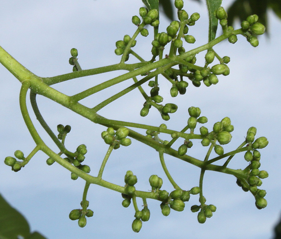 Image of Phellodendron japonicum specimen.