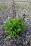 Solidago virgaurea subspecies lapponica. Куст растения в начале вегетации. Кольский п-ов, Мурман, Дальние Зеленцы. 26.06.2014.