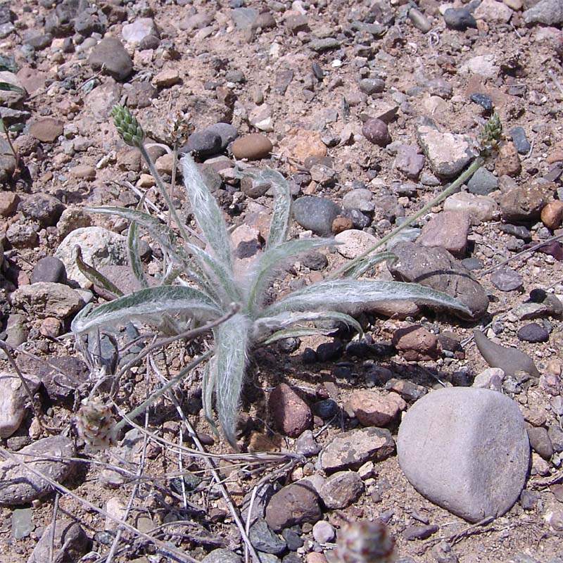 Изображение особи Plantago minuta.