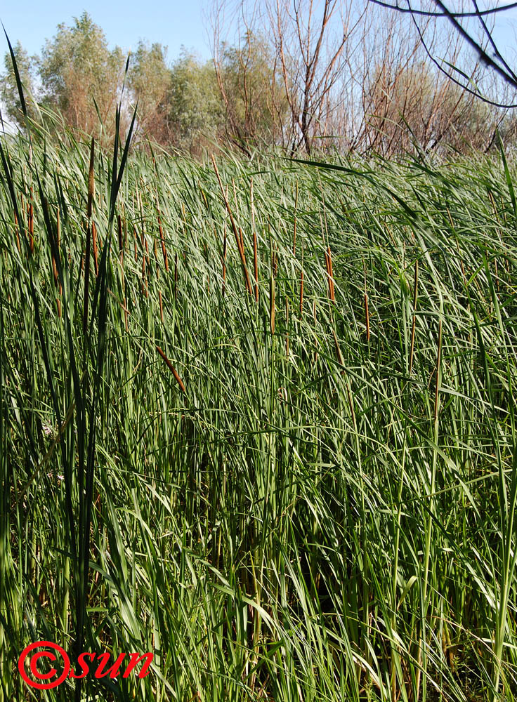 Image of Typha austro-orientalis specimen.