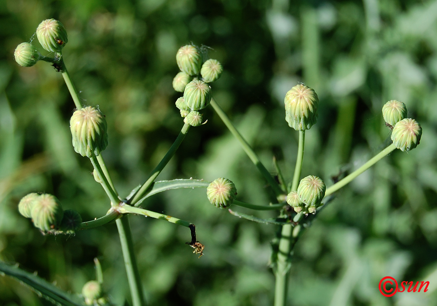 Изображение особи Sonchus arvensis.