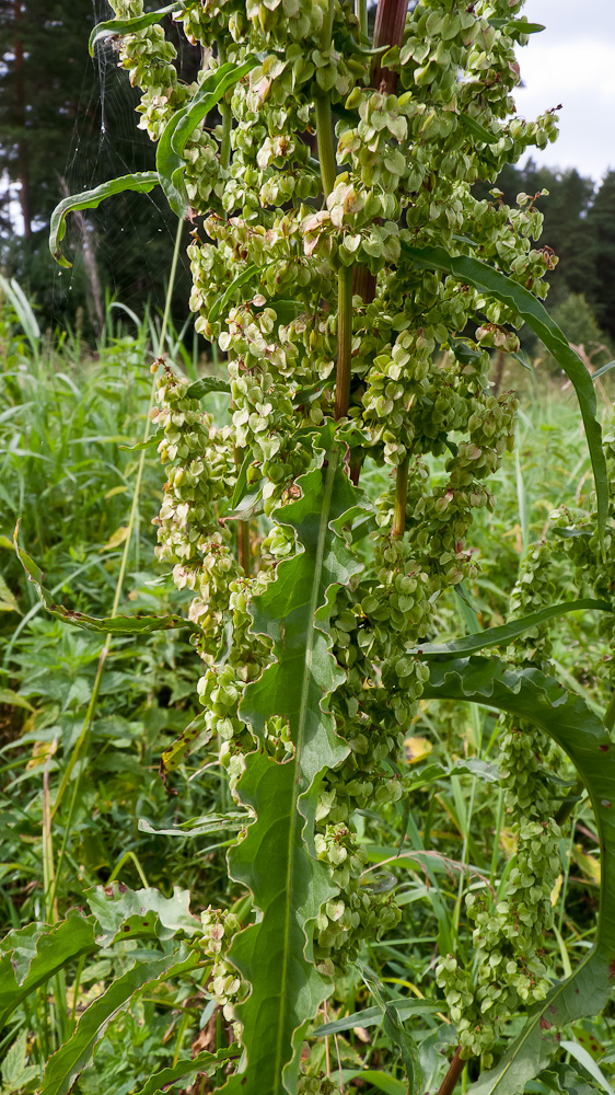 Image of Rumex pseudonatronatus specimen.