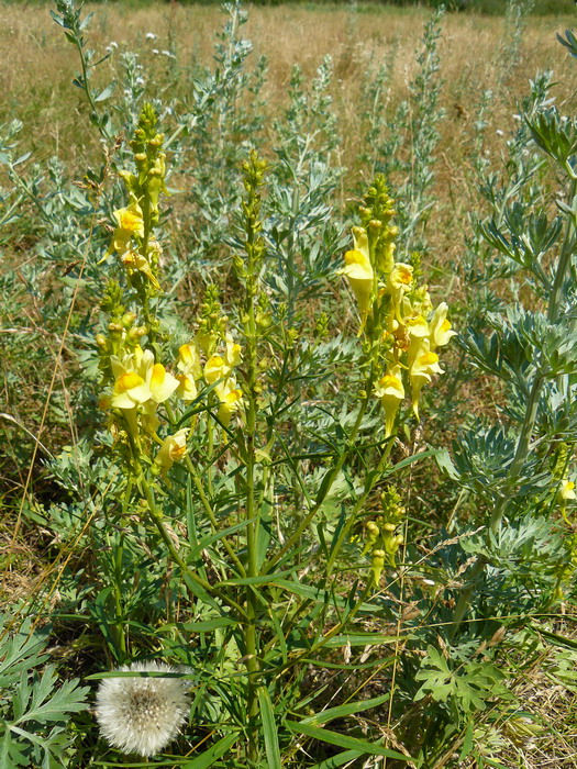 Image of Linaria vulgaris specimen.