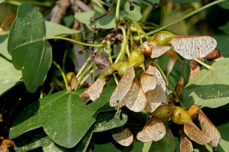 Image of Acer monspessulanum specimen.