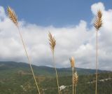 Agropyron pinifolium